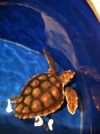 North Carolina Aquarium At Fort Fisher